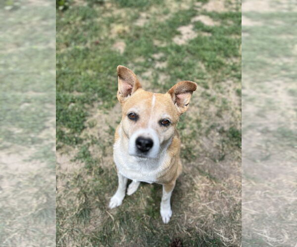 Medium Photo #1 Mutt Puppy For Sale in Denver , CO, USA