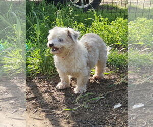 Maltipoo (Miniature) Dogs for adoption in Chico, CA, USA
