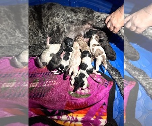 Poodle (Standard) Puppy for sale in ELKHART, TX, USA