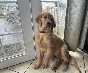 Golden Retriever Puppy for sale in WOODBURN, OR, USA