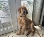 Small Photo #1 Golden Retriever Puppy For Sale in WOODBURN, OR, USA