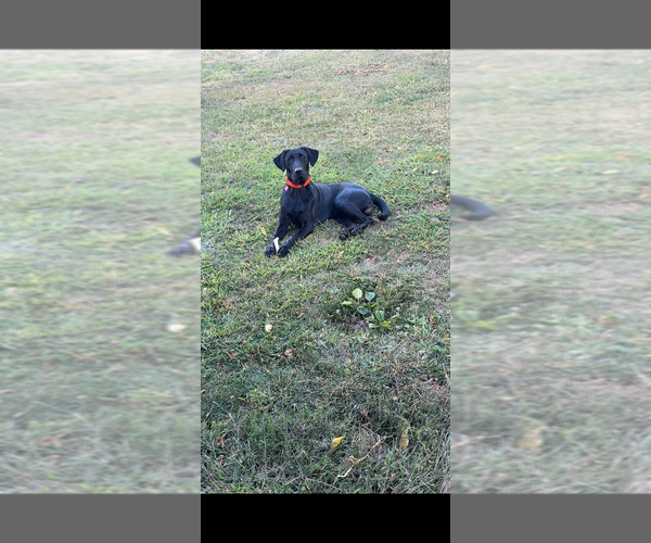 Medium Photo #1 Labradinger Puppy For Sale in NEW CONCORD, OH, USA