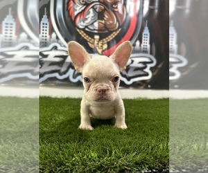 French Bulldog Puppy for Sale in GRAND PRAIRIE, Texas USA