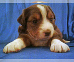 Small Photo #1 Miniature Australian Shepherd Puppy For Sale in HILLIARD, OH, USA