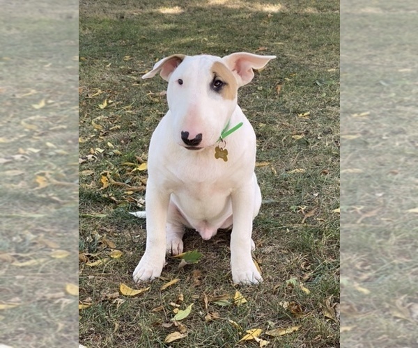 Medium Photo #1 Bull Terrier Puppy For Sale in RICHMOND, IN, USA