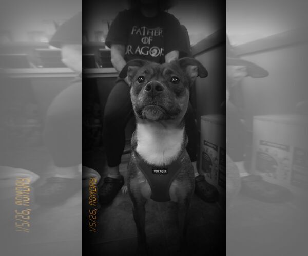 Medium Photo #1 Jack Russell Terrier-Unknown Mix Puppy For Sale in Martinsburg, WV, USA