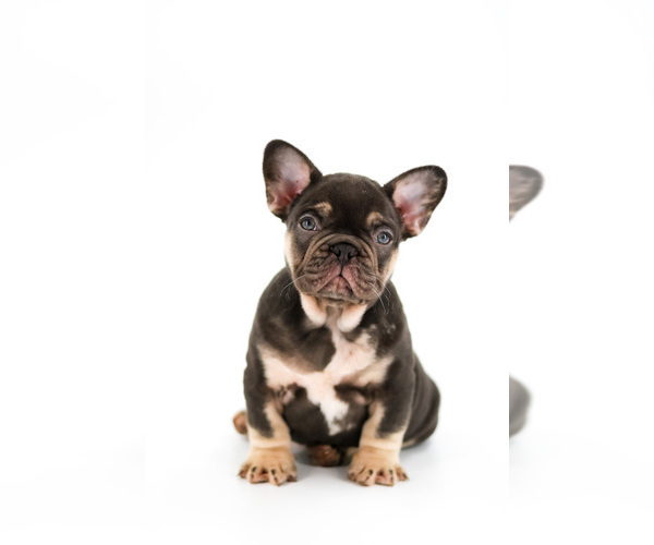 Medium Photo #4 French Bulldog Puppy For Sale in OVIEDO, FL, USA