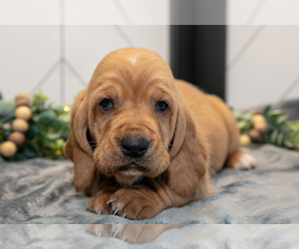 Medium Photo #16 Basset Hound Puppy For Sale in FRESNO, OH, USA
