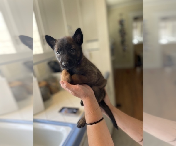 Medium Photo #10 Belgian Malinois Puppy For Sale in FRESNO, CA, USA