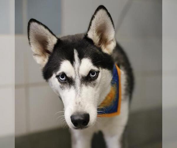 Medium Photo #1 Siberian Husky Puppy For Sale in San Antonio, TX, USA