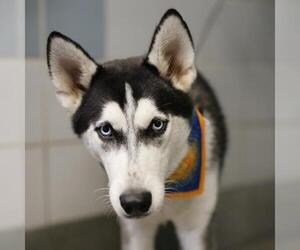 Siberian Husky Dogs for adoption in San Antonio, TX, USA