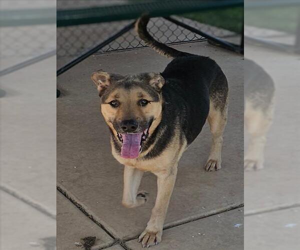 Medium Photo #1 German Shepherd Dog-Unknown Mix Puppy For Sale in Grovetown, GA, USA
