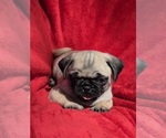 Image preview for Ad Listing. Nickname: BABY GIRL