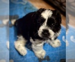 Small Photo #21 Schnauzer (Miniature) Puppy For Sale in PFLUGERVILLE, TX, USA