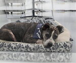 MILDRED - Female American Pit Bull Terrier-Unknown Mix Dog for Adoption - Small photo