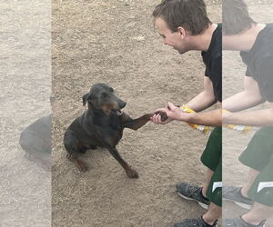 Doberman Pinscher Dogs for adoption in Buffalo, MN, USA