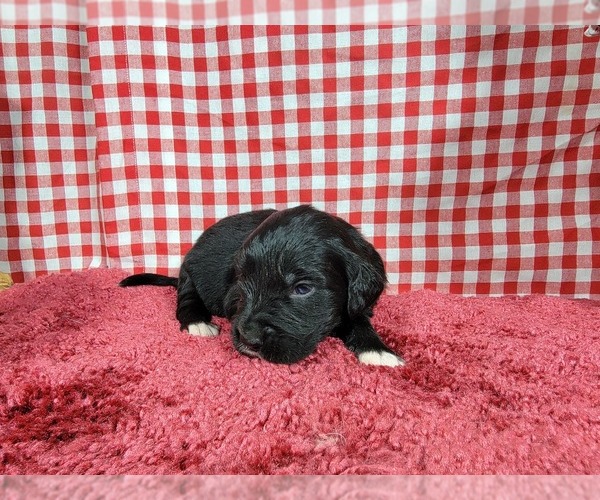 Medium Photo #60 Golden Mountain Dog Puppy For Sale in BLACK FOREST, CO, USA