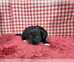Small Photo #60 Golden Mountain Dog Puppy For Sale in BLACK FOREST, CO, USA