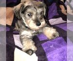 Small Photo #3 Schnauzer (Miniature) Puppy For Sale in HOUSTON, TX, USA