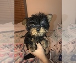 Small Photo #4 Yorkshire Terrier Puppy For Sale in FORT GIBSON, OK, USA