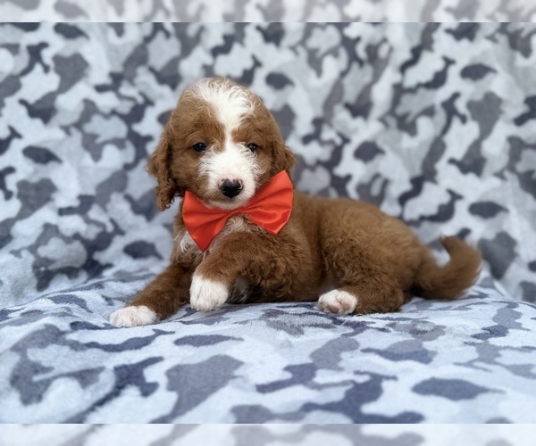 Medium Photo #5 Goldendoodle (Miniature) Puppy For Sale in LAKELAND, FL, USA