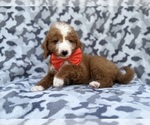 Lawton - Male Goldendoodle (Miniature) Puppy for Sale - Photo #5