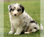 Small #3 Australian Shepherd