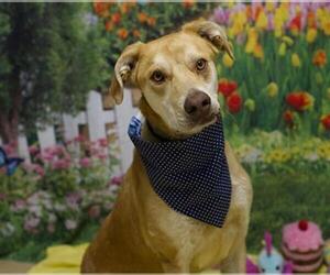 Labrador Retriever-Unknown Mix Dogs for adoption in Placerville, CA, USA