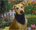 Small Labrador Retriever Mix