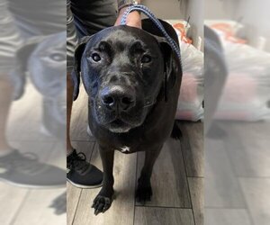 Labrador Retriever-Unknown Mix Dogs for adoption in Redlands, CA, USA