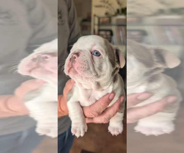 Medium Photo #9 Faux Frenchbo Bulldog Puppy For Sale in LAS CRUCES, NM, USA
