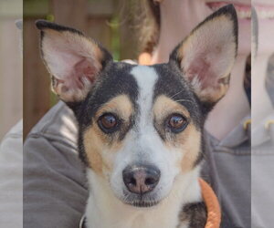 Jack Chi Dogs for adoption in Huntley, IL, USA