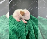Small Photo #33 Boston Terrier Puppy For Sale in TULARE, CA, USA