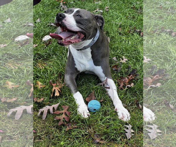 Medium Photo #11 American Bulldog-Unknown Mix Puppy For Sale in St. Louis Park, MN, USA