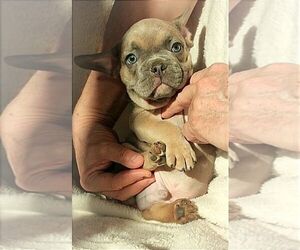 French Bulldog Puppy for sale in TAMPA, FL, USA