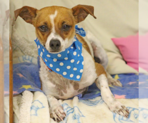 Rat Terrier-Unknown Mix Dogs for adoption in Cranston, RI, USA