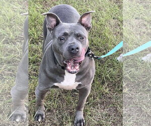 Grayson - Male American Staffordshire Terrier-Unknown Mix Dog for Adoption - Photo #4