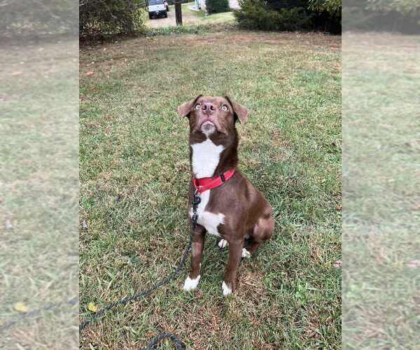 Medium Photo #2 Mutt Puppy For Sale in Candler, NC, USA