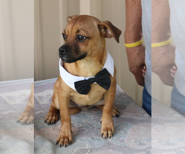 Medium Photo #6 Pug-Unknown Mix Puppy For Sale in Bandera, TX, USA