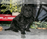 Small #2 Labradoodle-Poodle (Miniature) Mix