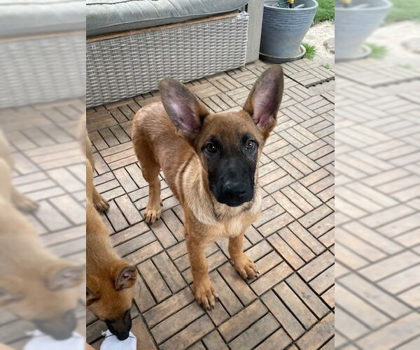Medium Photo #2 Mutt Puppy For Sale in Imlay City, MI, USA