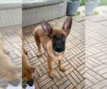 Small #1 Mutt