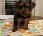 Small Photo #10 Yorkshire Terrier Puppy For Sale in LEXINGTON, GA, USA