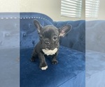 Small Photo #46 French Bulldog Puppy For Sale in BOSTON, MA, USA
