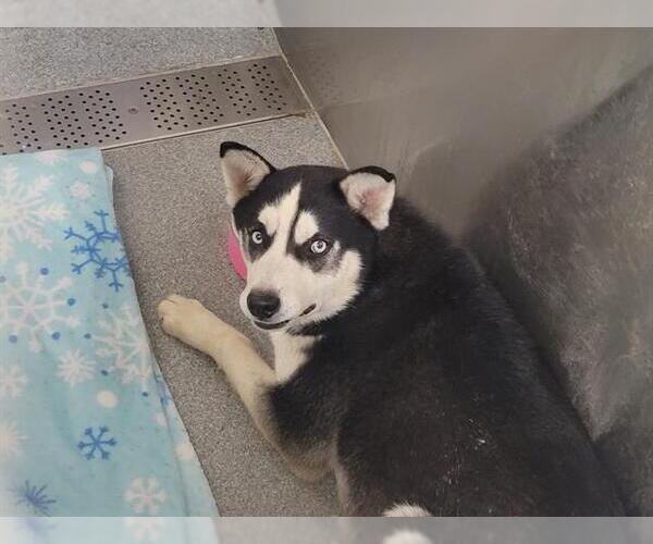 Medium Photo #1 Siberian Husky-Unknown Mix Puppy For Sale in Orange, CA, USA