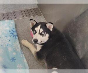 Siberian Husky-Unknown Mix Dogs for adoption in Orange, CA, USA