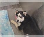 Small Siberian Husky Mix