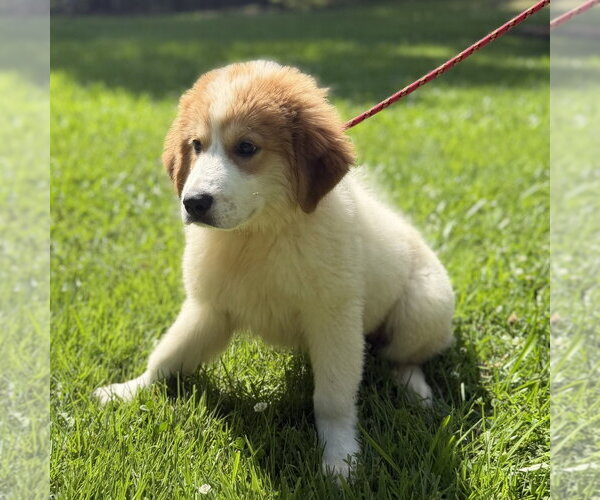 Medium Photo #2 Great Pyrenees Puppy For Sale in Yardley, PA, USA