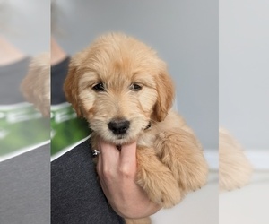 Goldendoodle Puppy for sale in JACKSON, MI, USA