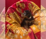 Small #3 Yorkshire Terrier
